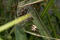 Larinioides_cornutus_D5065_Z_90_Canal du Nivernais_Frankrijk